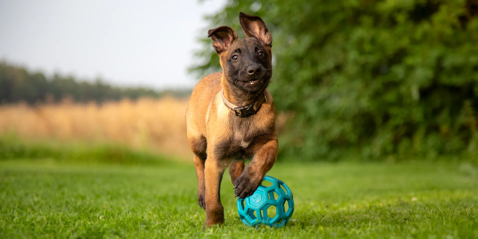 Starbanner_Gitterball