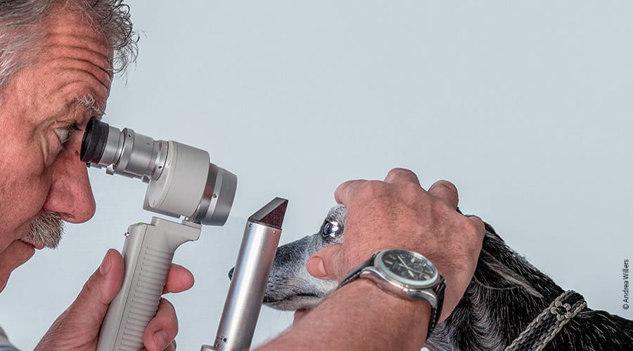 Schau mir in die Augen, Kleines