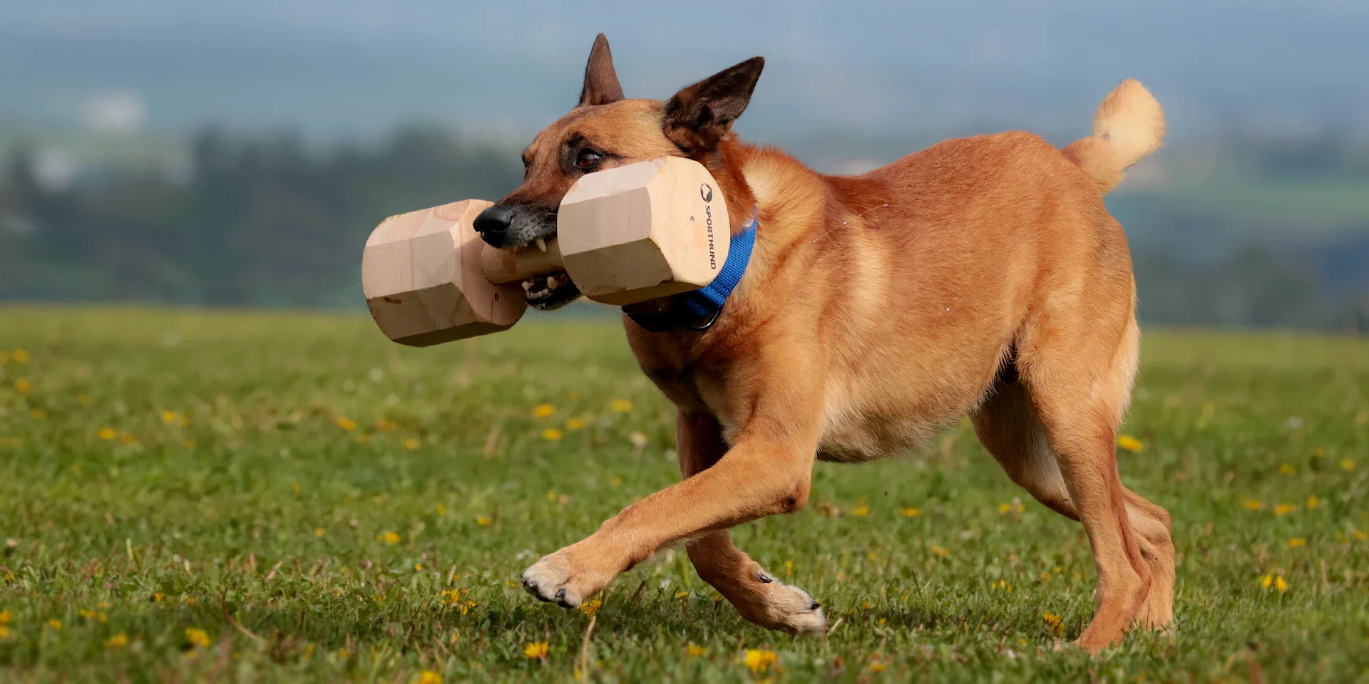 Startbanner_Holz2000g