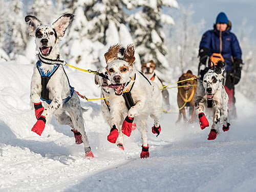 Nome-Style, Nordic Style und Dryland