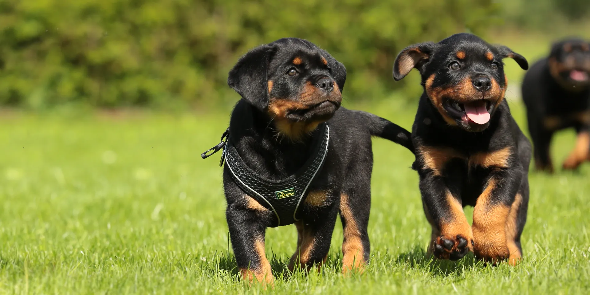 Startbanner_hunter_hilo