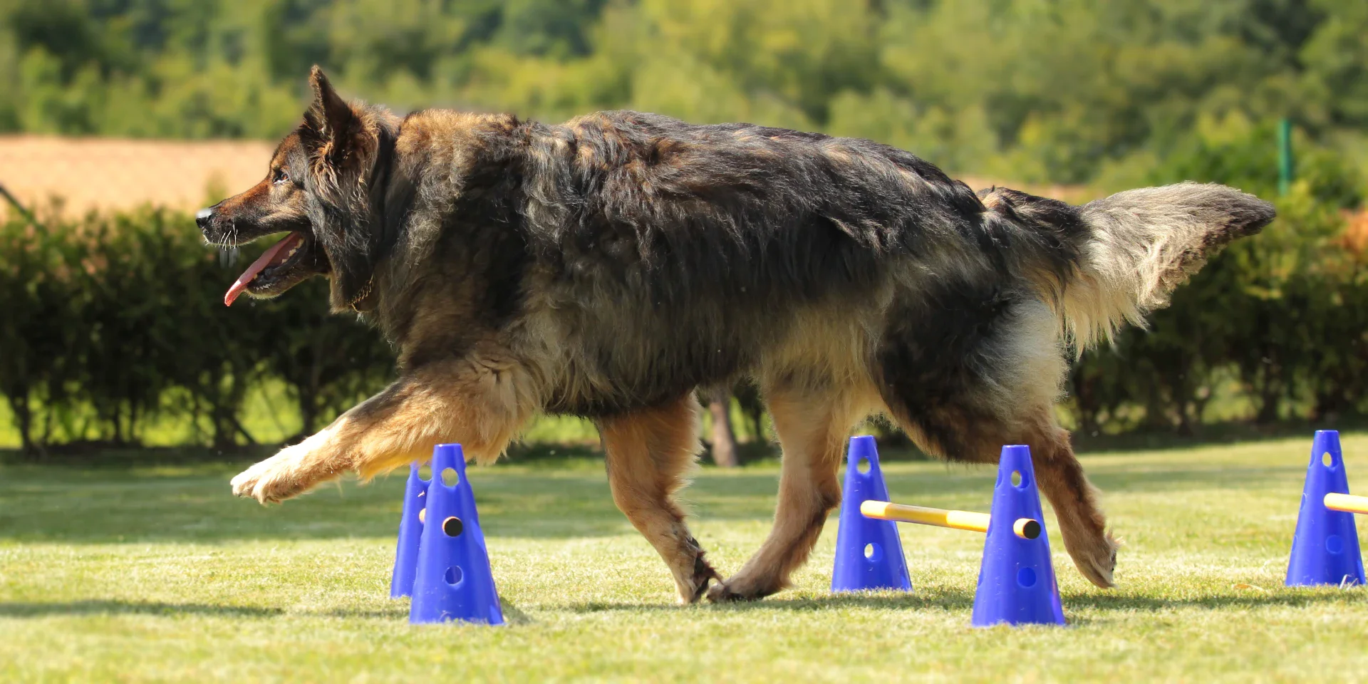 Startbanner_CavalettiDSH