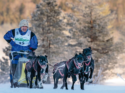Der Traum vom Weltmeister