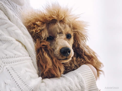 "Doch wenn du mich zähmst,..."