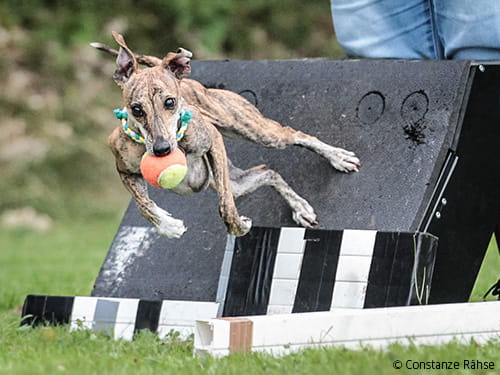 Im Gespräch mit Flyball-Ass Lea Sauer