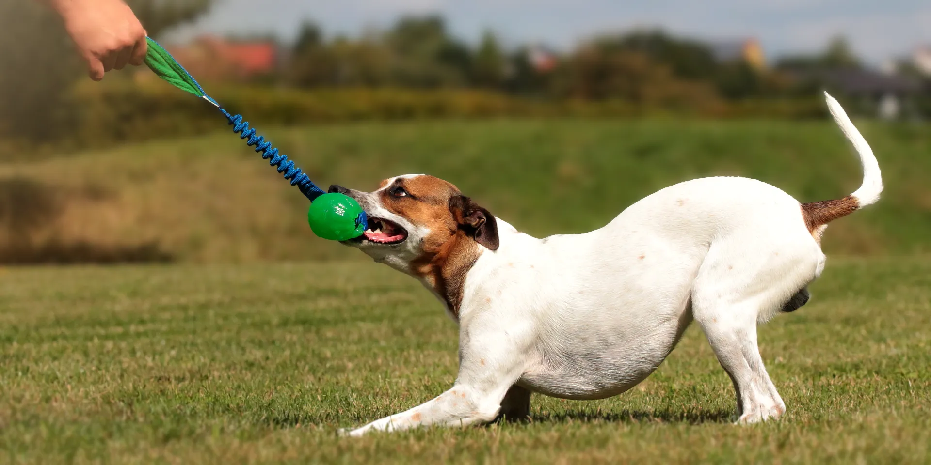 Startbanner_dogscraft_treat