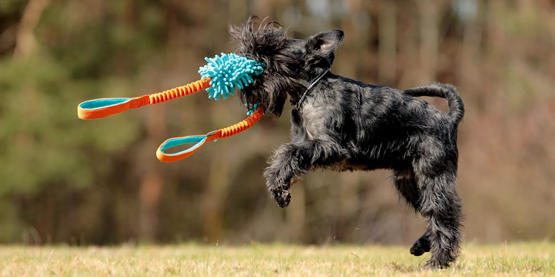 Startbanner_dogscraft_krabik