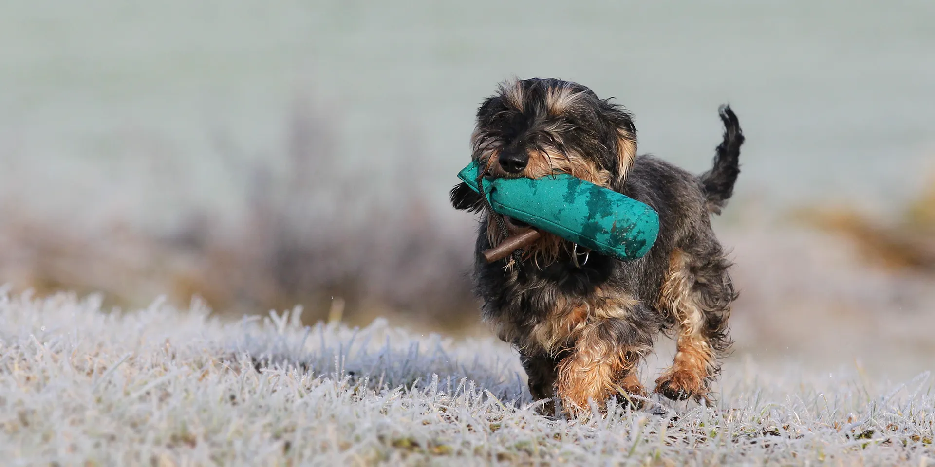 Startbanner_mystique_Dummy_grun