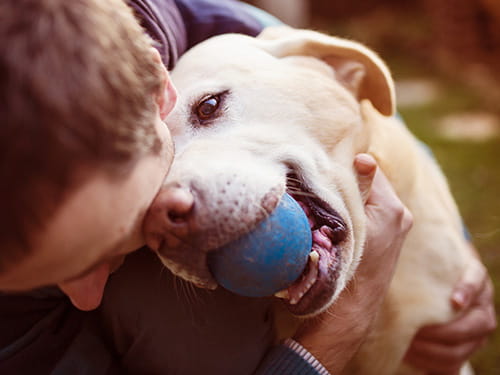 Schlanke Hunde leben länger