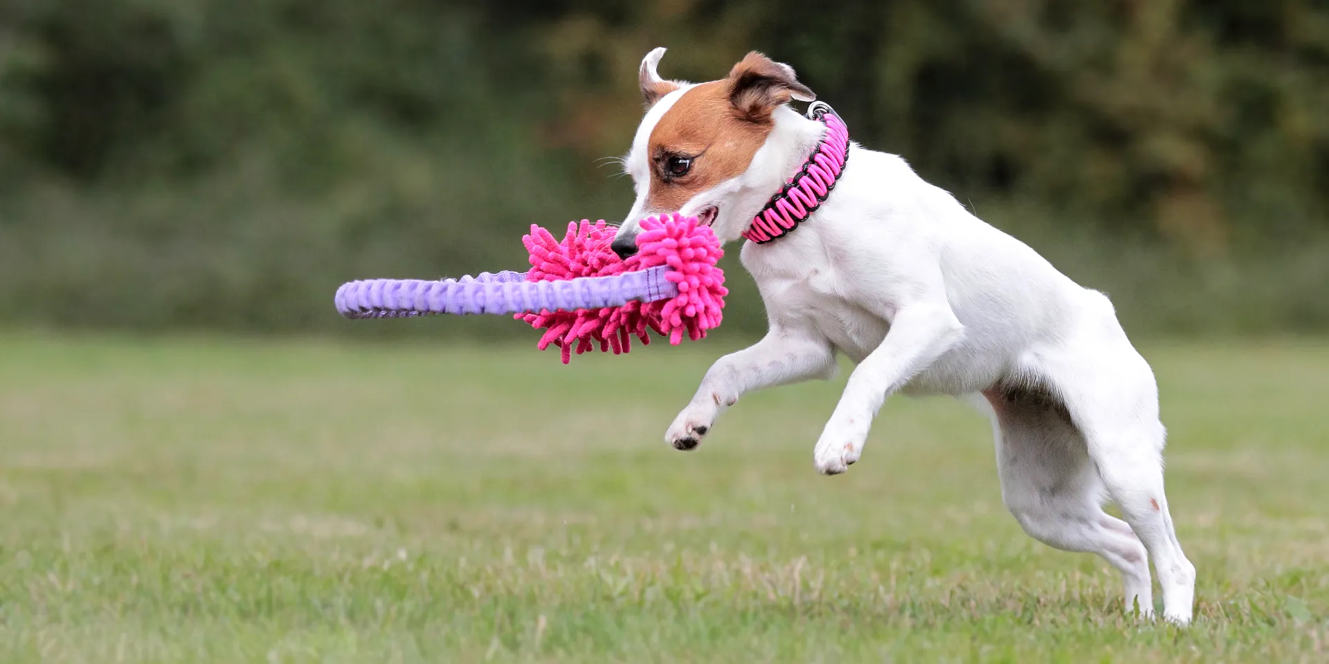 Startbanner_dogscraft_mopik_hula