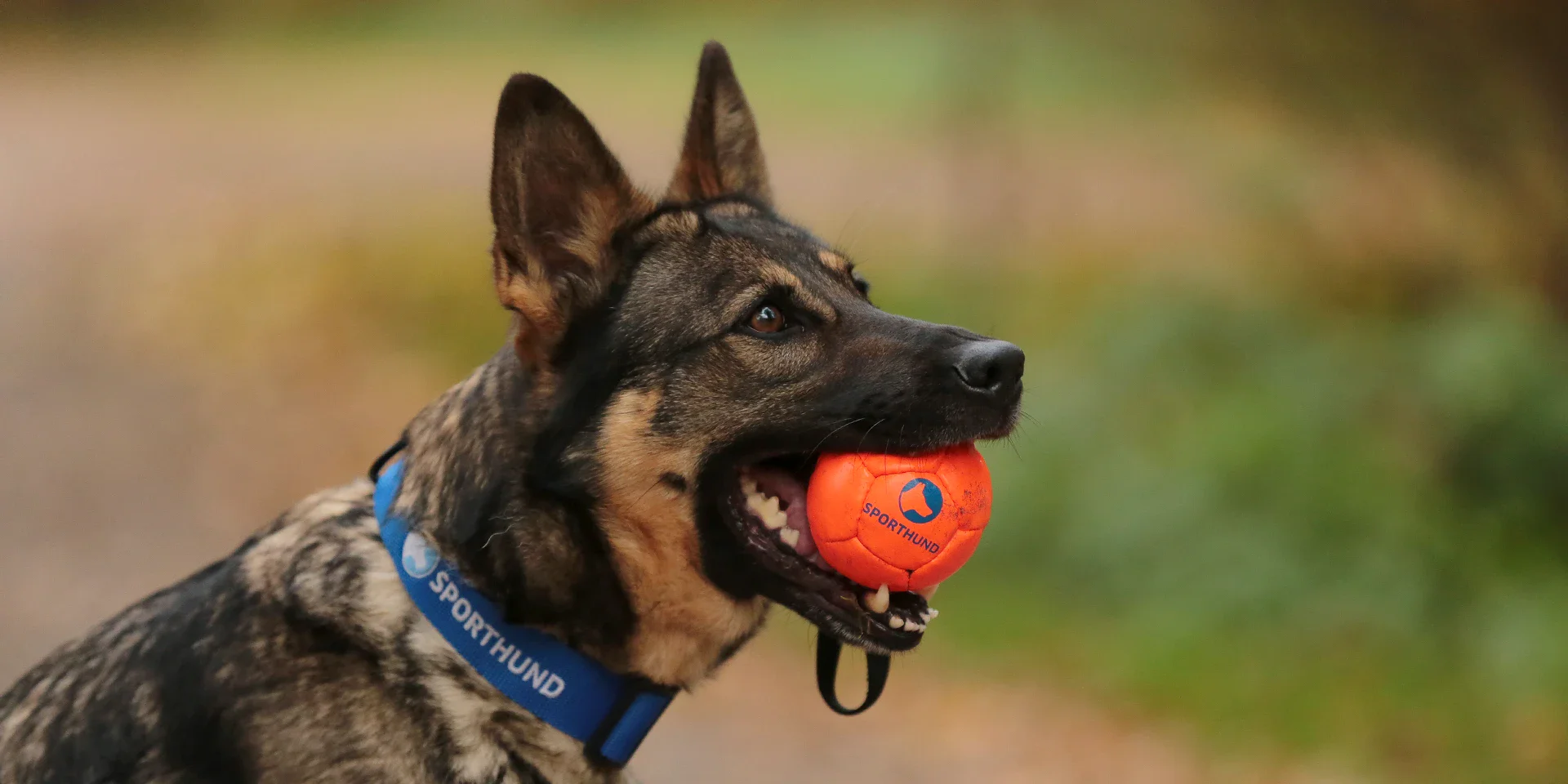 Startbanner_trainingsballHS