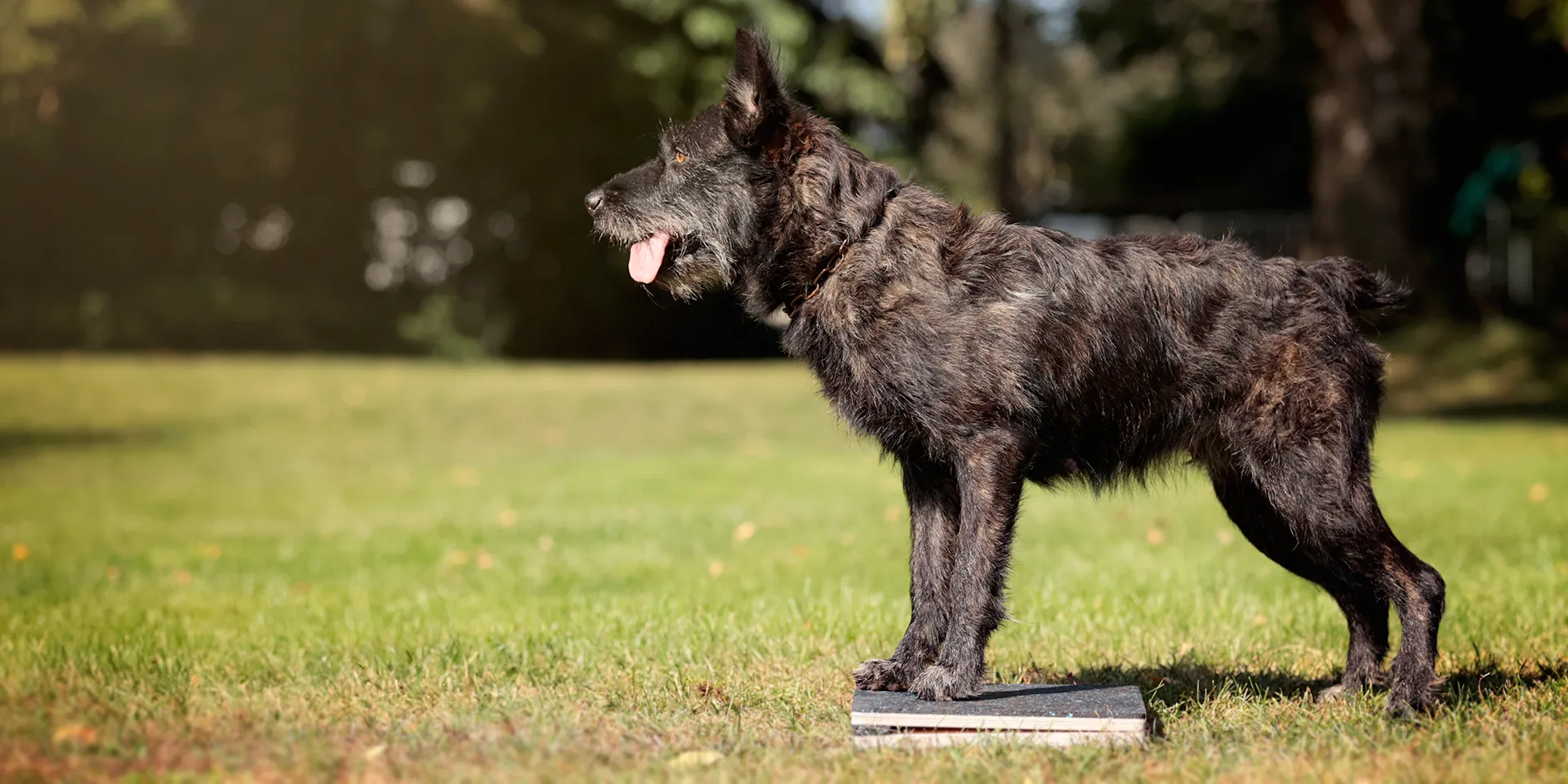 Startbanner_wooddog_spring2