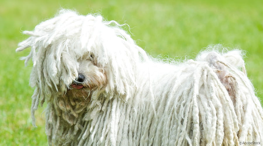 Ich sehe was, was du nicht siehst