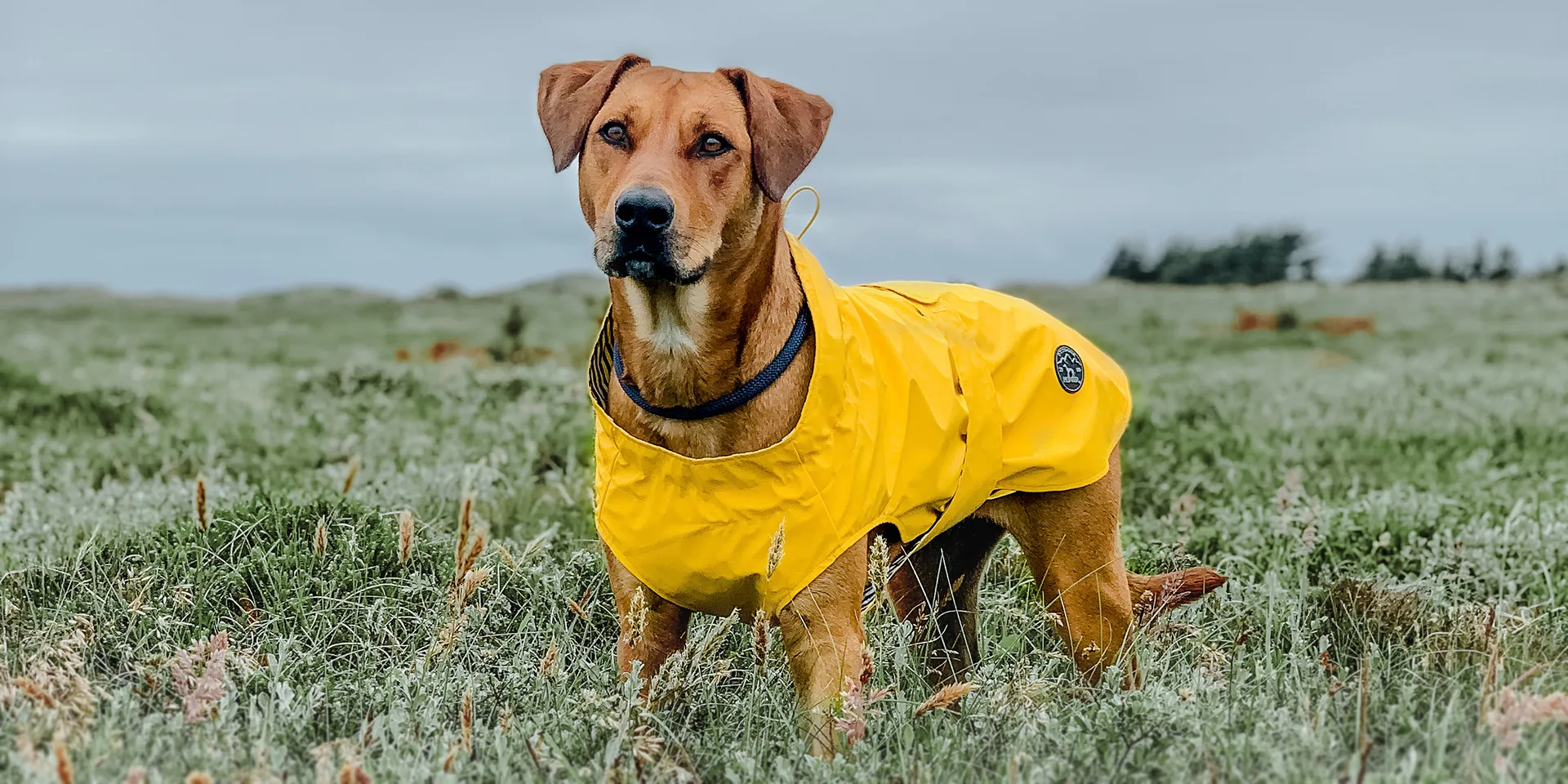 Startbanner_hunter_mildord