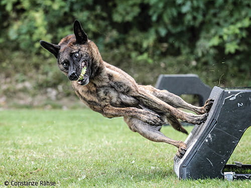 3-2-1-LOS: die Hunde-Formel 1