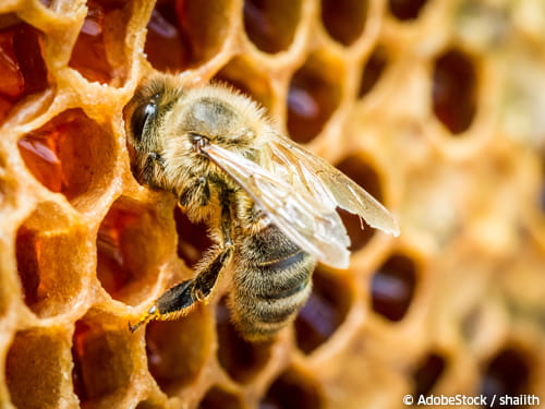 Sanftes Mittel aus dem Bienenstock