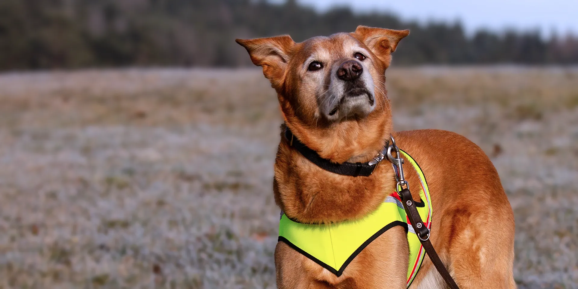 Startbanner_visupart2