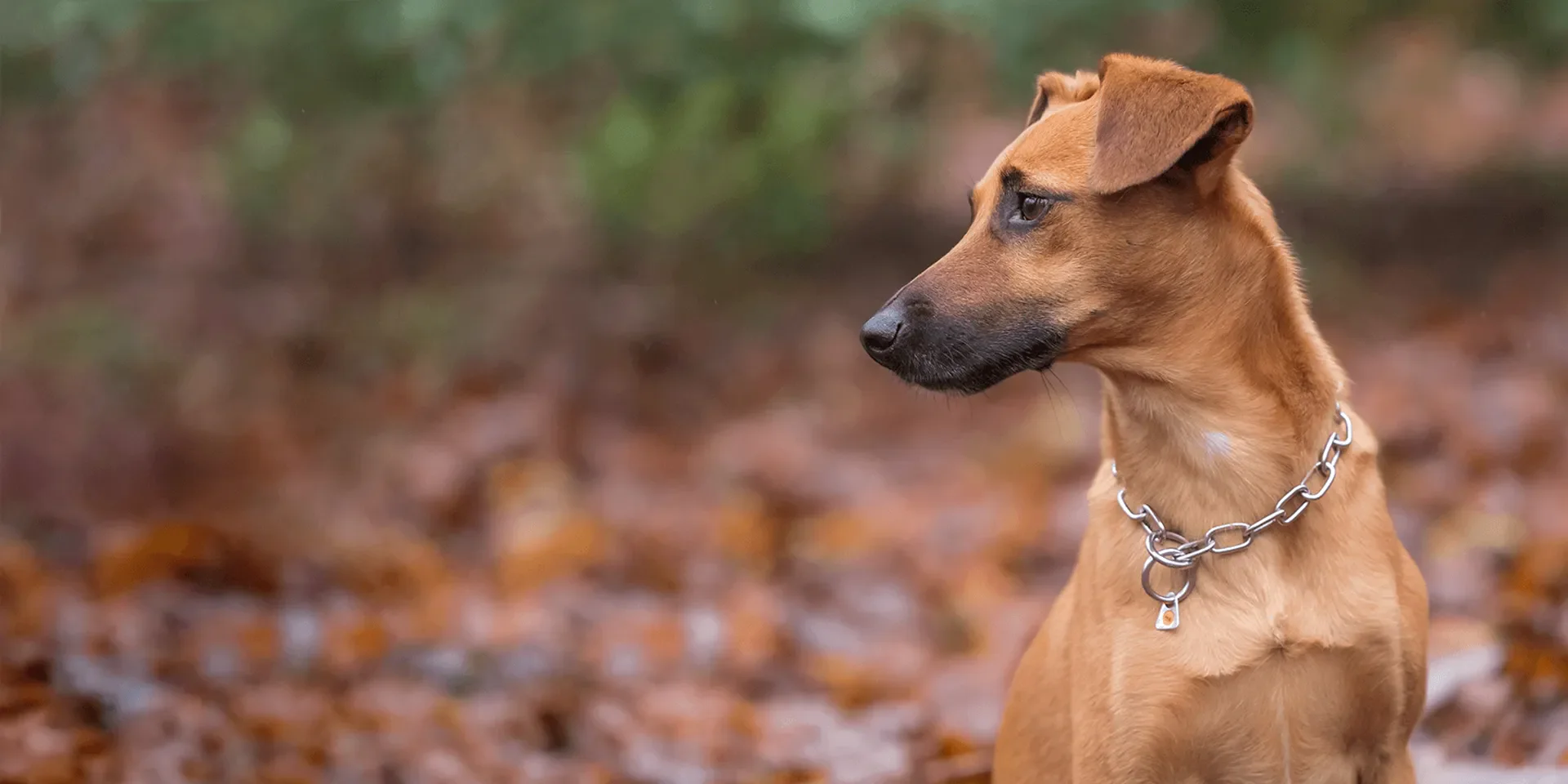 Startbanner_sprenger_edelstahl