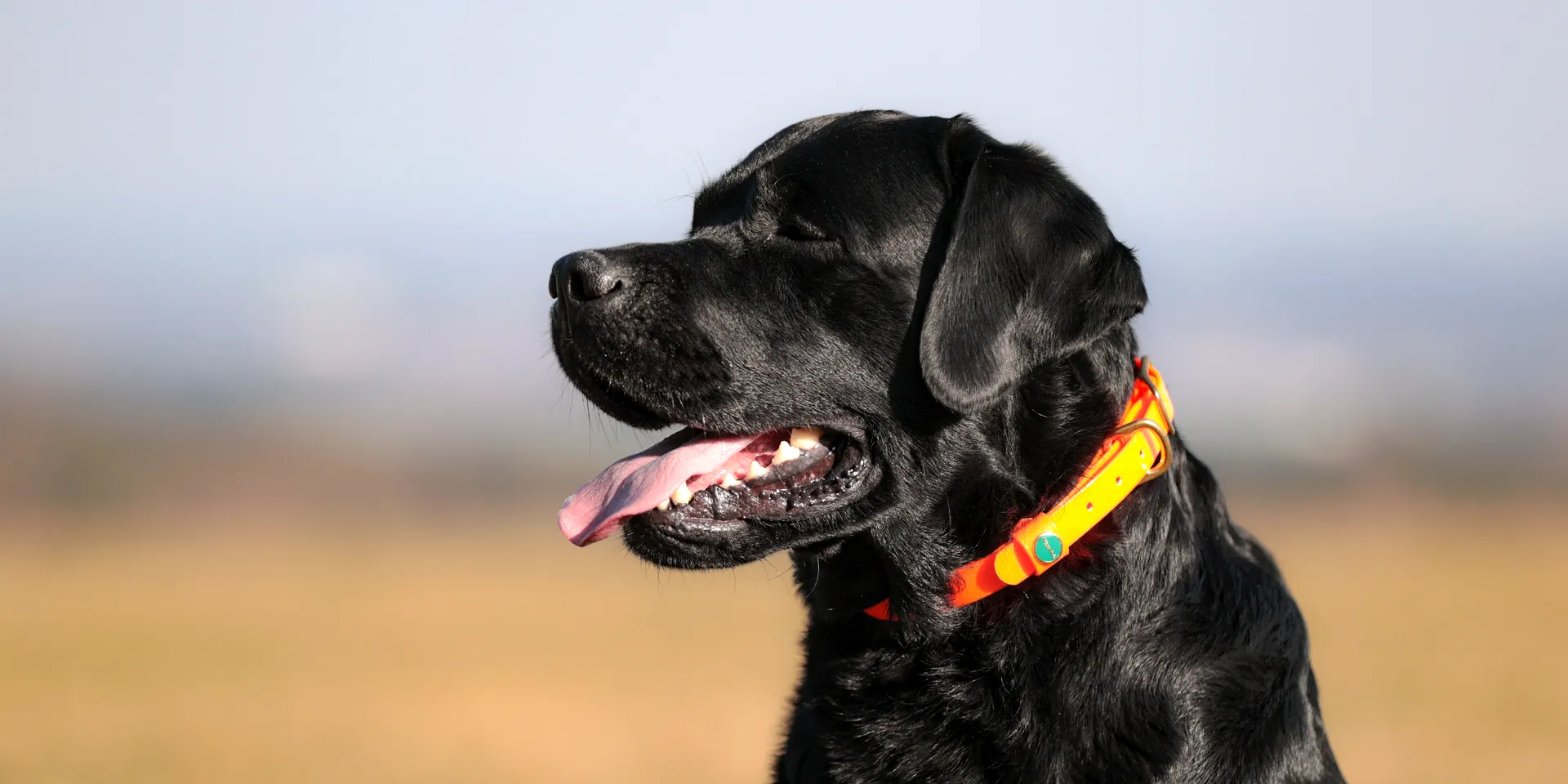 Startbanner_NiggelohGlossy_Halsband