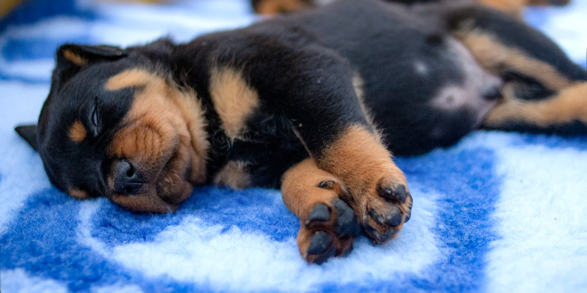 Startbanner_softbed_blau