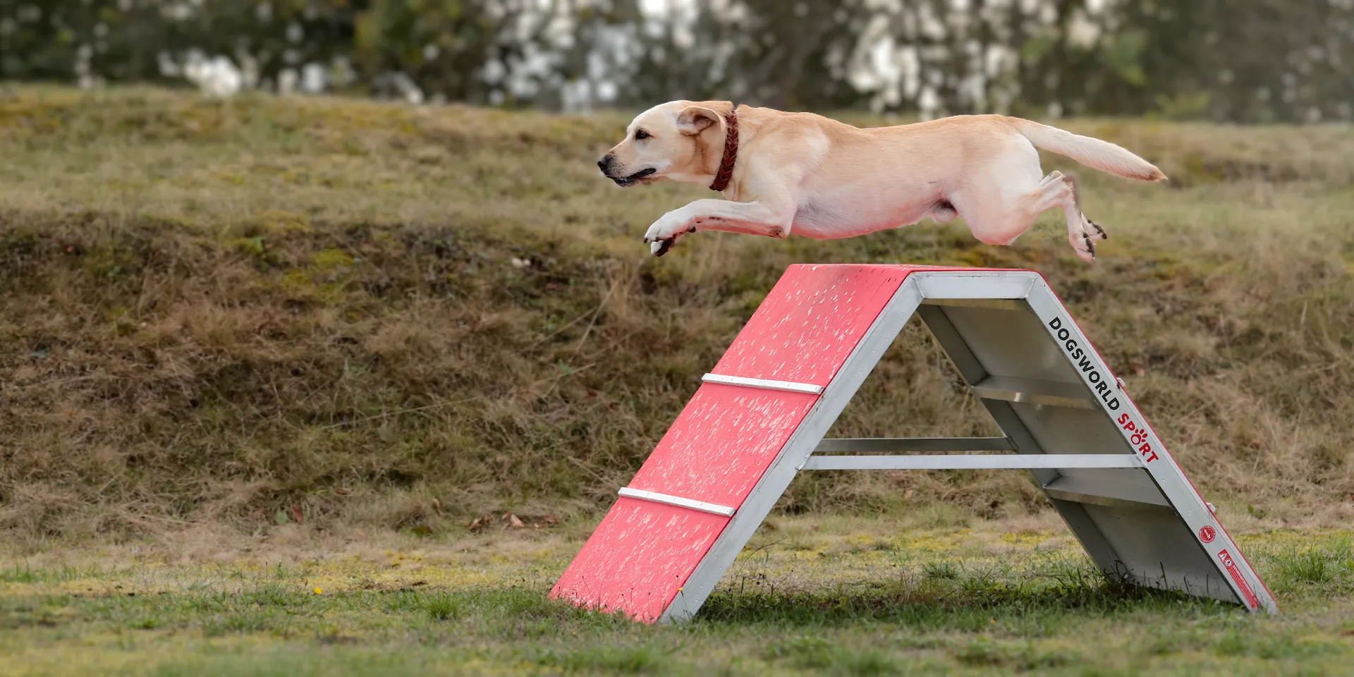 Startbanner_dogsworld