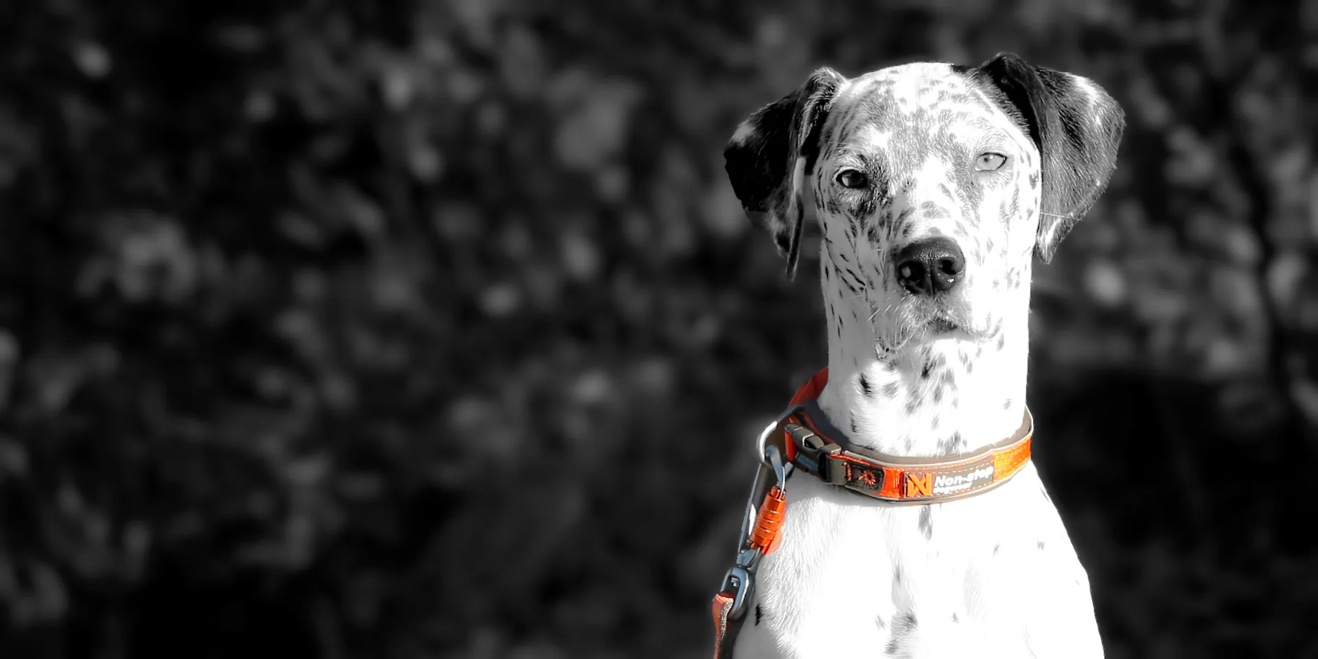 Startbanner_nonstopHalsband