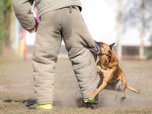Martin Rütter ist los!