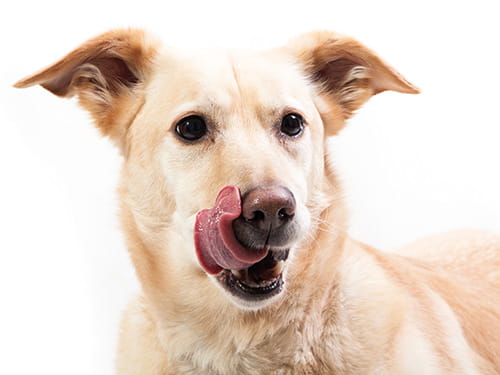 Die Fütterung von Sporthunden