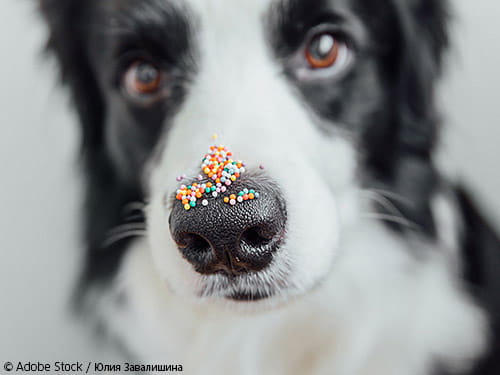 Hunde "sehen" Farben durch die Nase