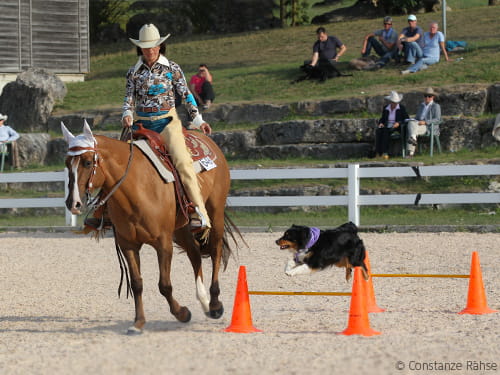 Aus 3 mach 1: Mensch, Pferd und Hund als Team