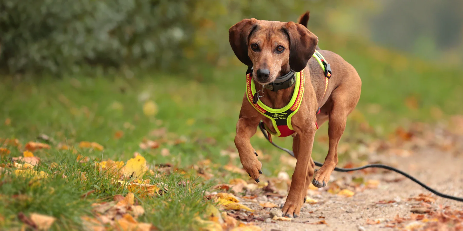 Startbanner_NiggelogTrail