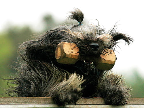 Der perfekte Sporthund