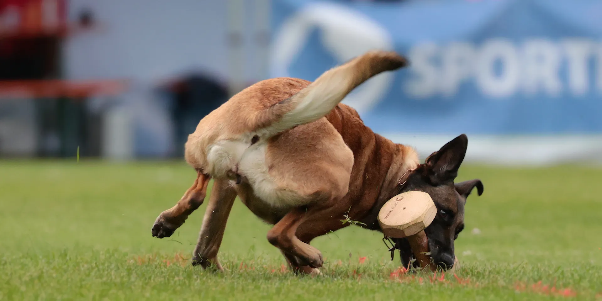 Startbanner_Bringholz650