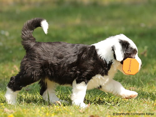 Kooperatives Lernen im Hundesport