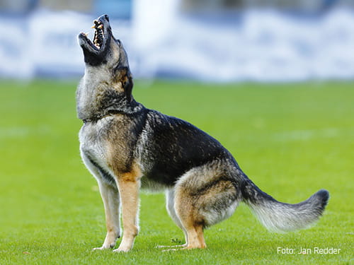 Laut geäußert! Bello Bellt!