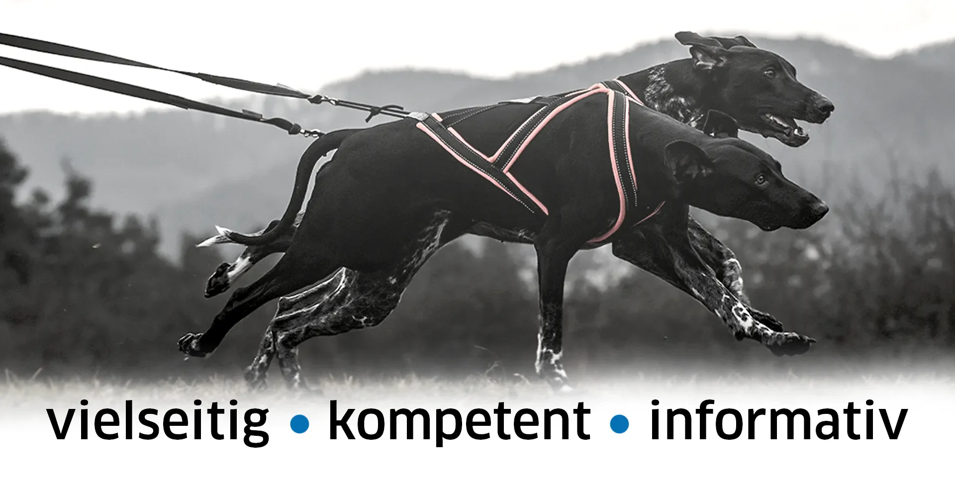 Shopbanner_Blog_klein2