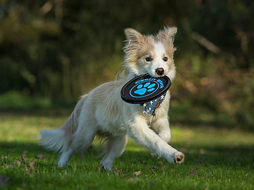 Mr. ZooMs Weg im DogFrisbee