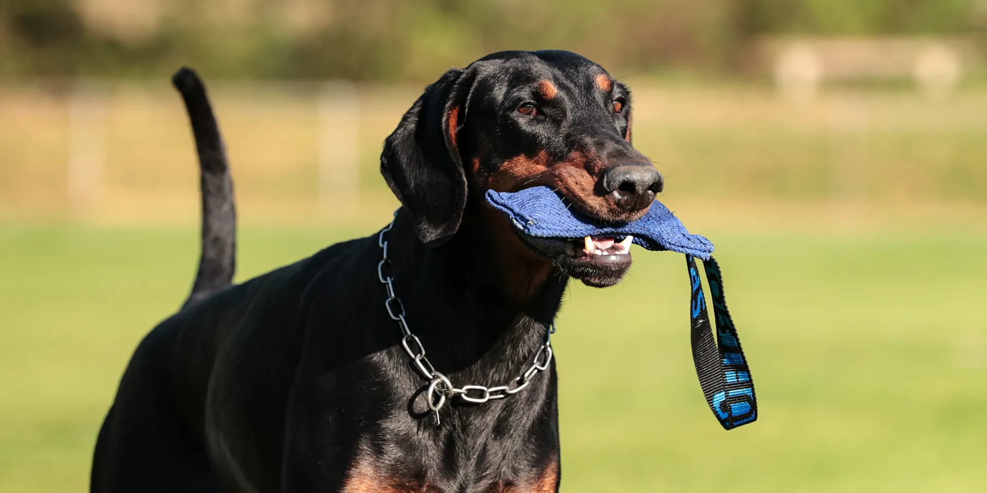 Startbanner_FreshlineBW