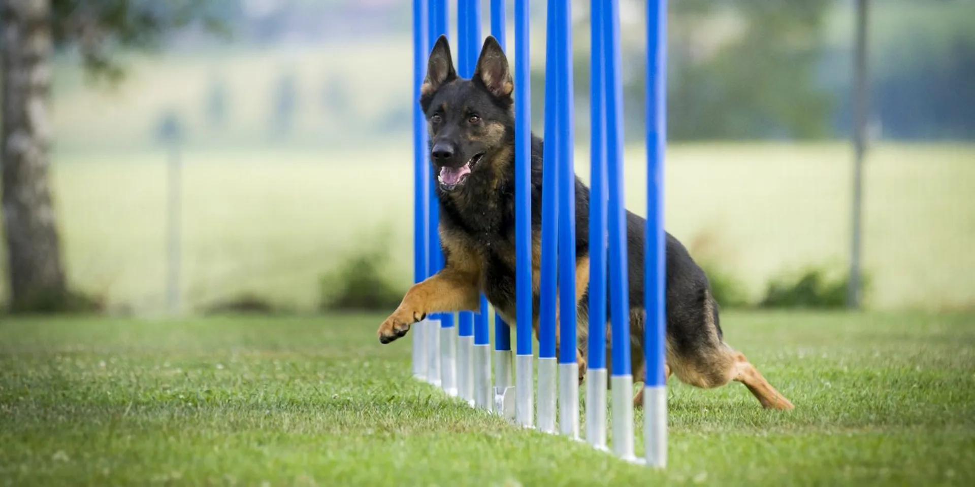 Startbanner_dogsworld_slalom