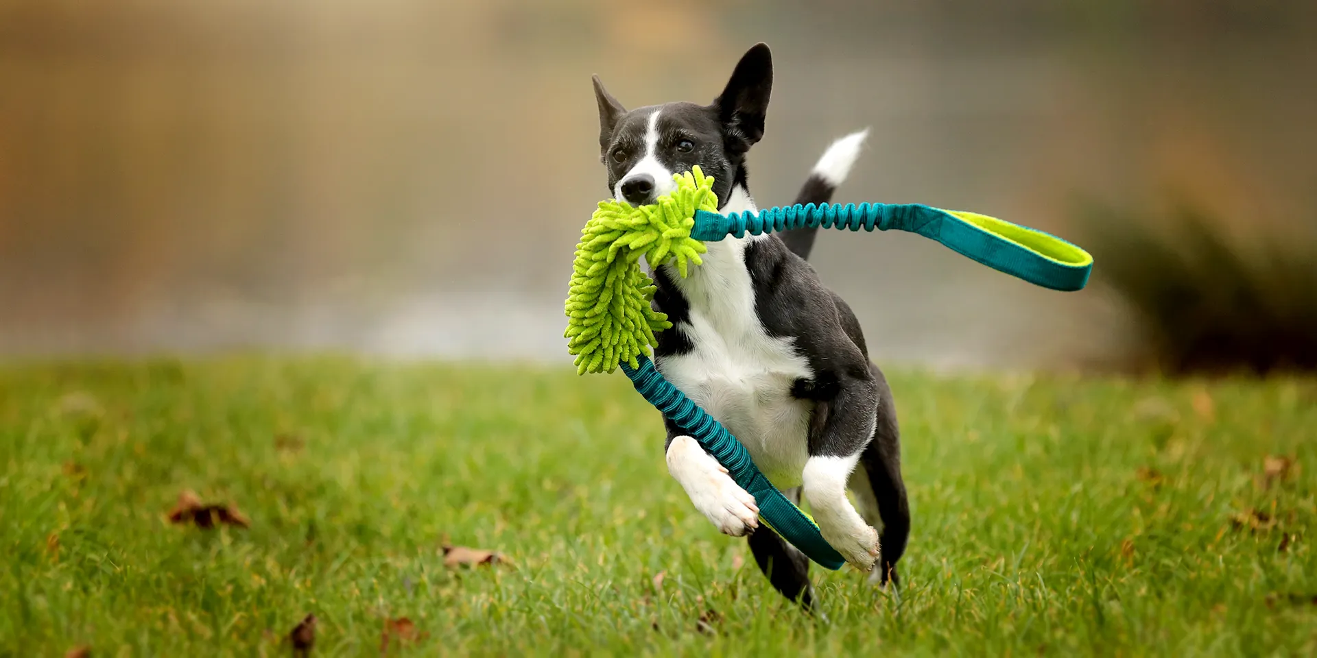 Startbanner_dogscraft_mopik_grun