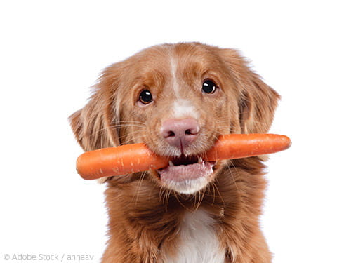 Karotten - Gesunder Knabberspaß für Mensch und Hund