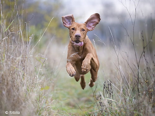 Hund_jagd_springt