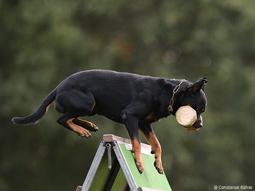 Rottweiler-apportiert-uber-die-Wand