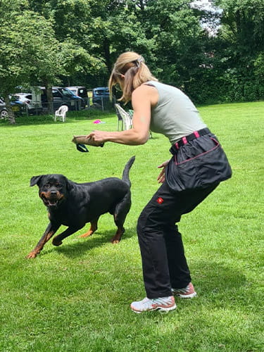 Training-Rottweiler