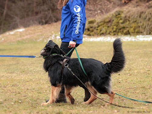 Schäferhund lernt auch im Schutzdienst die Aufmerksamkeit zum Hundeführer zu halten