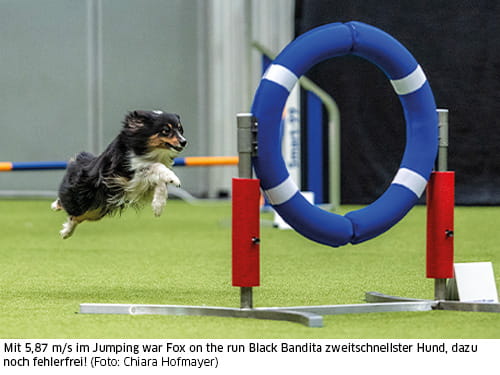 Jumping-Fox-on-the-run-Black-Bandita