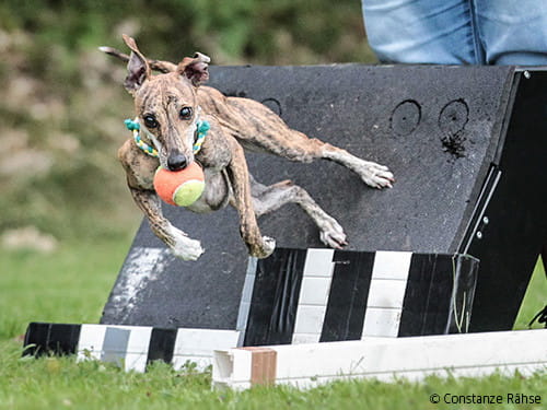 Flyball-Whippet-Pina