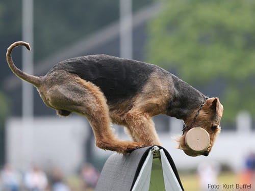 Airedale-apportiert
