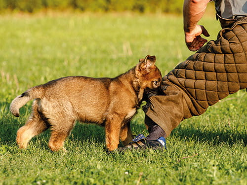 Schaeferhund-welpe-beisst-in-schutzhose