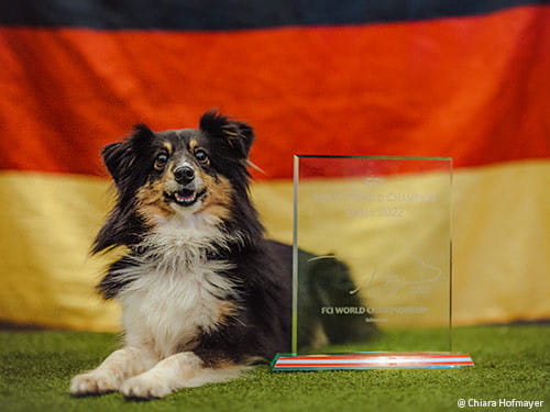 Agility-Weltmeister-Small